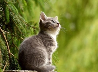 Chaton abandonné